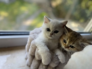    Süßes BKH Kitten12 Wochen alt 