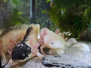 Harlekin Axolotl Eier