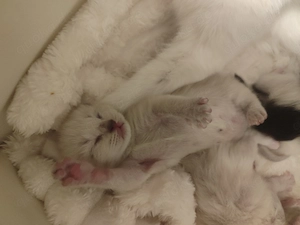 4 süße Mix-Kätzchen (Kater), blaue Augen, je 200  Bild 3