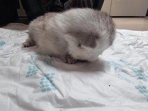 reinrassige bkh kitten