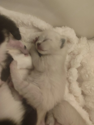 4 süße Mix-Kätzchen (Kater), blaue Augen, je 200  Bild 4