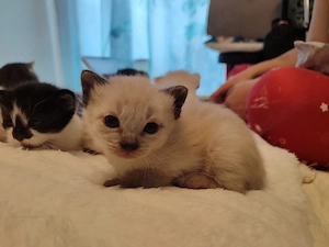 4 süße Mix-Kätzchen (Kater), blaue Augen, je 200  Bild 2