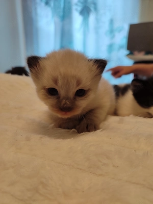4 süße Mix-Kätzchen (Kater), blaue Augen, je 200  Bild 5