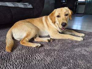 reinrassiger rambo sucht dringend ein neues Zuhause 