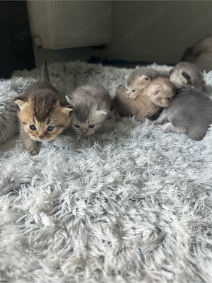 5  BKH-Kitten in Blue, Lilac, White Shaded, Golden Shaded & Dark Golden Shaded