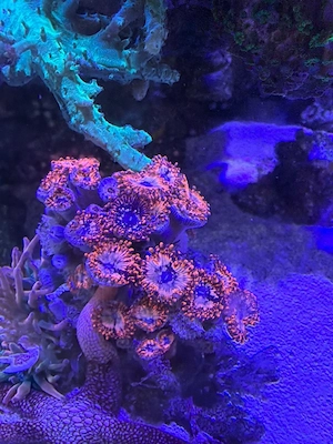 Zoa Utter Chaos Krustenanemonen