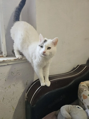 Zarte Katzendame sucht liebevolles Zuhause