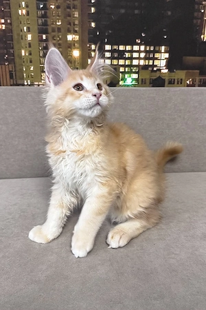 Wunderschönes, 4 Monate altes Maine-Coon-Kätzchen sucht ein liebevolles Zuhause   