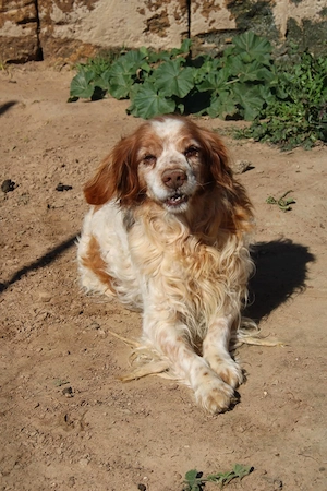 Cocker sucht sein Zuhause