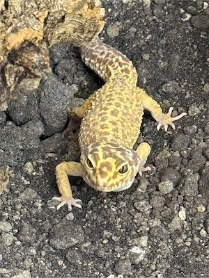 Leopardgecko Weibchen 0,1 von 2025 