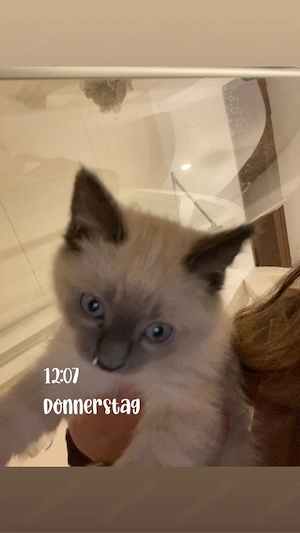 kitten zu verkaufen 