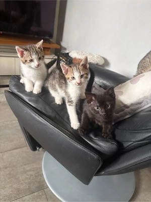 noch 2 Babys abzugeben 