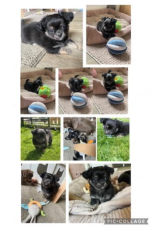 Reinrassiger Chihuahua Black Tri-tan sucht seine Lieblingsmenschen