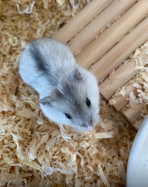 Dsungarische Zwerghamster Babys handzahm abzugeben  Bild 9