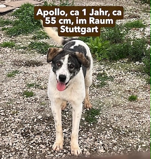 Apollo -sucht dringend neues Zuhause oder PS im Raum Stuttgart, PLZ 70*