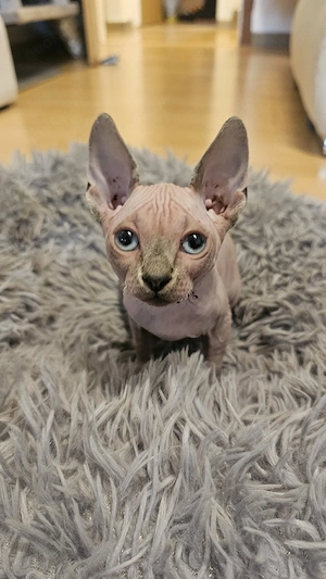 Sphynx kater abzugeben 