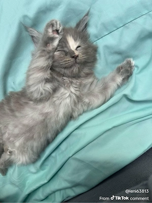 Charakterstarke Maine coon Kitten 