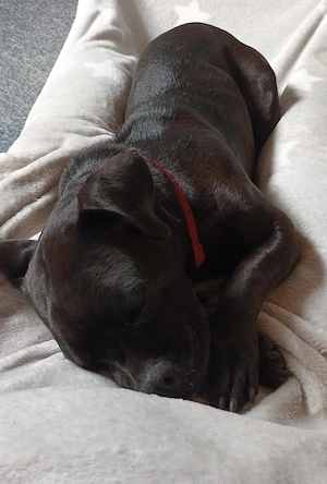 Hündin, kastriert, 6 Jahre