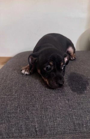 Hund welpe abzugeben 