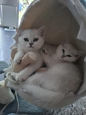 BKH Kitten
