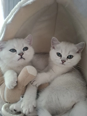 BKH Kitten
