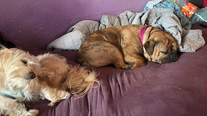 Englische Bulldogge 