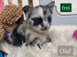 6.Pomchi-Chihuahua welpen