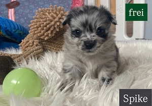 6.Pomchi-Chihuahua welpen
