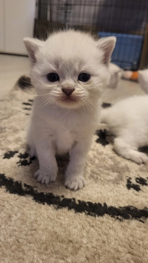 6 BKH Lilac Point 2 Kitten Reserviert