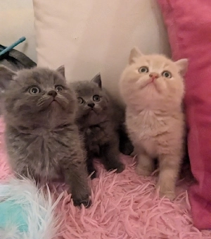 BKH Kitten British Kurzhaar Babies