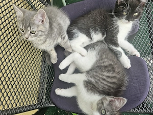 3 Babykatzen 