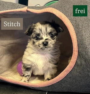 6.Pomchi-Chihuahua welpen