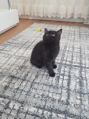 Katze BKH 
