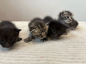 BKH Birma Mix Kitten