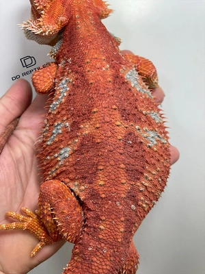 Bartagamen Weibchen (Pogona vitticeps) extreme red Hypo blue Tiger Bild 5