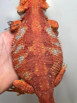 Bartagamen Weibchen (Pogona vitticeps) extreme red Hypo blue Tiger Bild 2