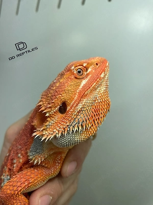 Bartagamen Weibchen (Pogona vitticeps) extreme red Hypo blue Tiger Bild 3