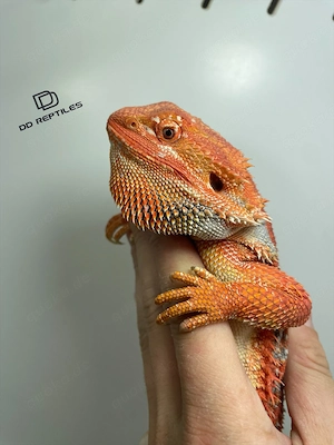 Bartagamen Weibchen (Pogona vitticeps) extreme red Hypo blue Tiger Bild 4