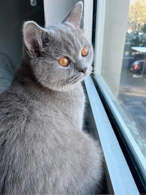 BKH Kater  Schwarzserie  in Fawn sucht liebevolles Zuhause