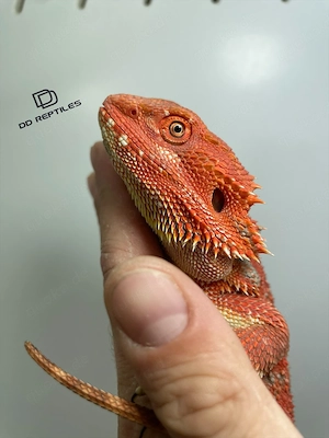 Bartagamen Weibchen (Pogona vitticeps) half red Monster half extreme red het Hypo poss. het Trans Bild 3
