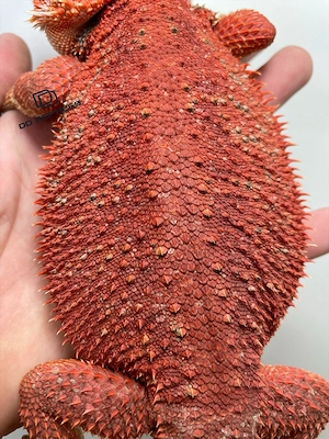 Bartagamen Weibchen (Pogona vitticeps) half red Monster half extreme red het Hypo poss. het Trans Bild 5