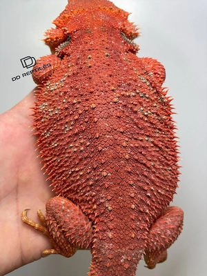 Bartagamen Weibchen (Pogona vitticeps) half red Monster half extreme red het Hypo poss. het Trans Bild 2