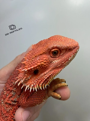 Bartagamen Weibchen (Pogona vitticeps) half red Monster half extreme red het Hypo poss. het Trans Bild 4