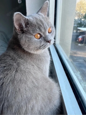 BKH Kater Schwarzserie in Fawn sucht liebevolles Zuhause
