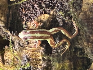 Epipedobates-Anthonyi (Dreistreifenbaumsteiger) Pfeilgiftfrosch Nachzuchten Abzugeben- Berlin Bild 6