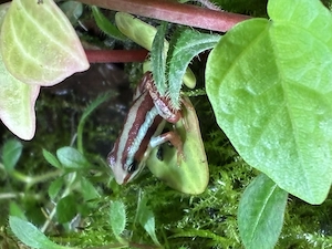 Epipedobates-Anthonyi (Dreistreifenbaumsteiger) Pfeilgiftfrosch Nachzuchten Abzugeben- Berlin Bild 4