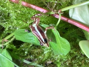 Epipedobates-Anthonyi (Dreistreifenbaumsteiger) Pfeilgiftfrosch Nachzuchten Abzugeben- Berlin Bild 5