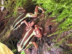 Epipedobates-Anthonyi (Dreistreifenbaumsteiger) Pfeilgiftfrosch Nachzuchten Abzugeben- Berlin Bild 3