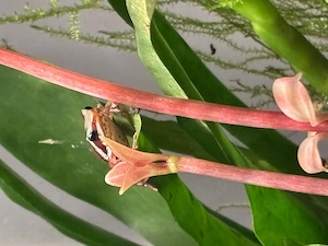 Epipedobates-Anthonyi (Dreistreifenbaumsteiger) Pfeilgiftfrosch Nachzuchten Abzugeben- Berlin Bild 2
