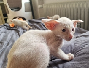 Reinrassige Siamesen kitten 